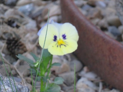 Pansy sign of spring